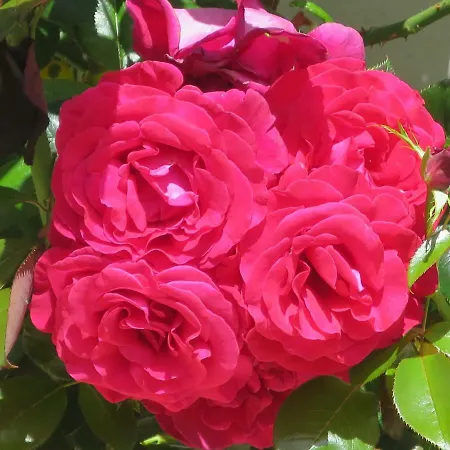 Blanche בית נופש *