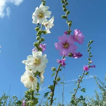 Blanche בית נופש Loix